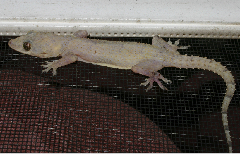 Image of Tropical house gecko