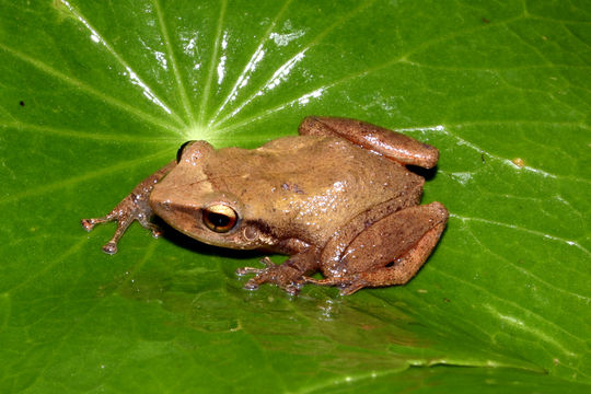 Image of Common Coqui