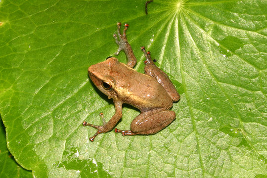 Image of Common Coqui