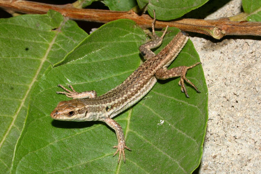 Image of Italian Wall Lizard