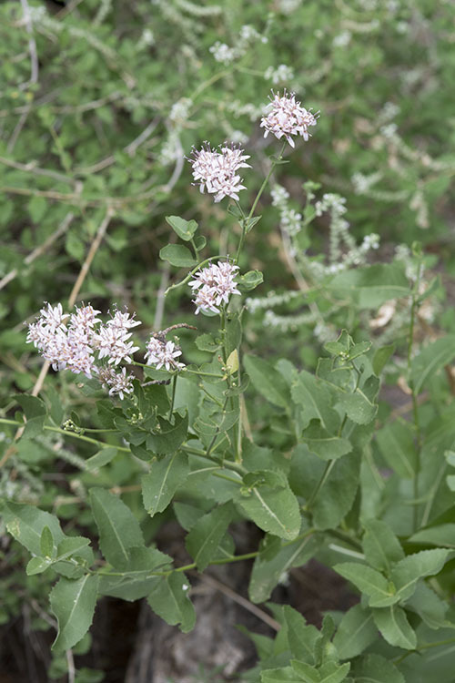 Plancia ëd Acourtia wrightii (A. Gray) Reveal & R. M. King