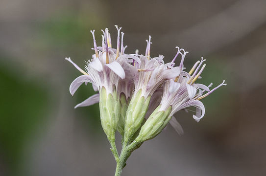 Sivun Acourtia wrightii (A. Gray) Reveal & R. M. King kuva