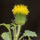 Image of Organ Mountain rockdaisy