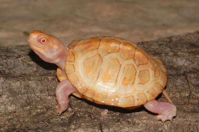 Image of American Box Turtle