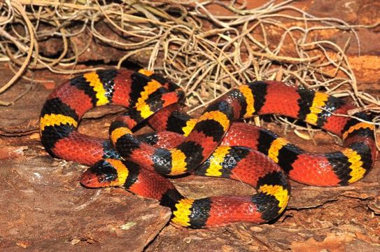 صورة Lampropeltis elapsoides (Holbrook 1838)