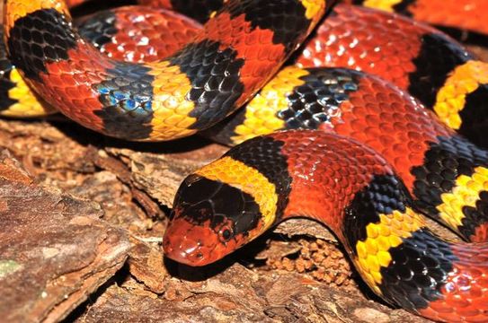 Image of Lampropeltis elapsoides (Holbrook 1838)