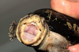 Image of Narrow-bridged musk turtle