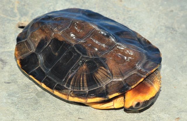 Image of Twist-necked turtle