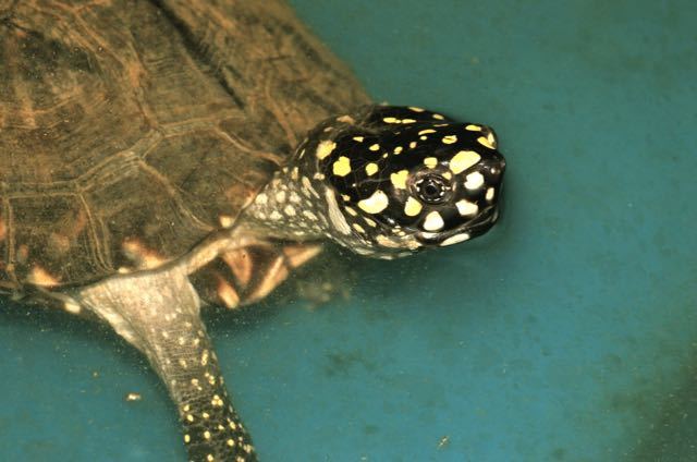 Image of Black Pond Turtle