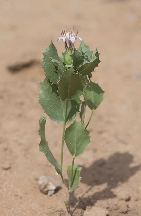 Plancia ëd Acourtia nana (A. Gray) Reveal & R. M. King