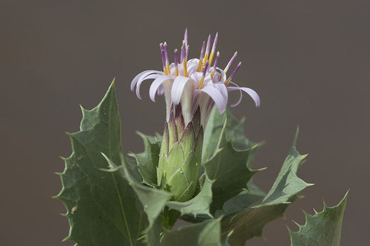 Plancia ëd Acourtia nana (A. Gray) Reveal & R. M. King