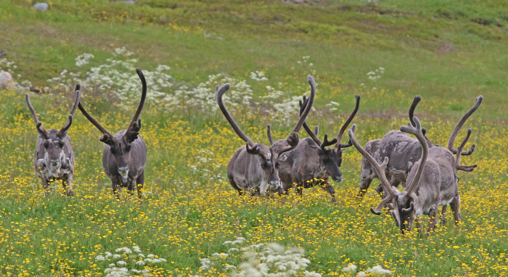 Image of Reindeer