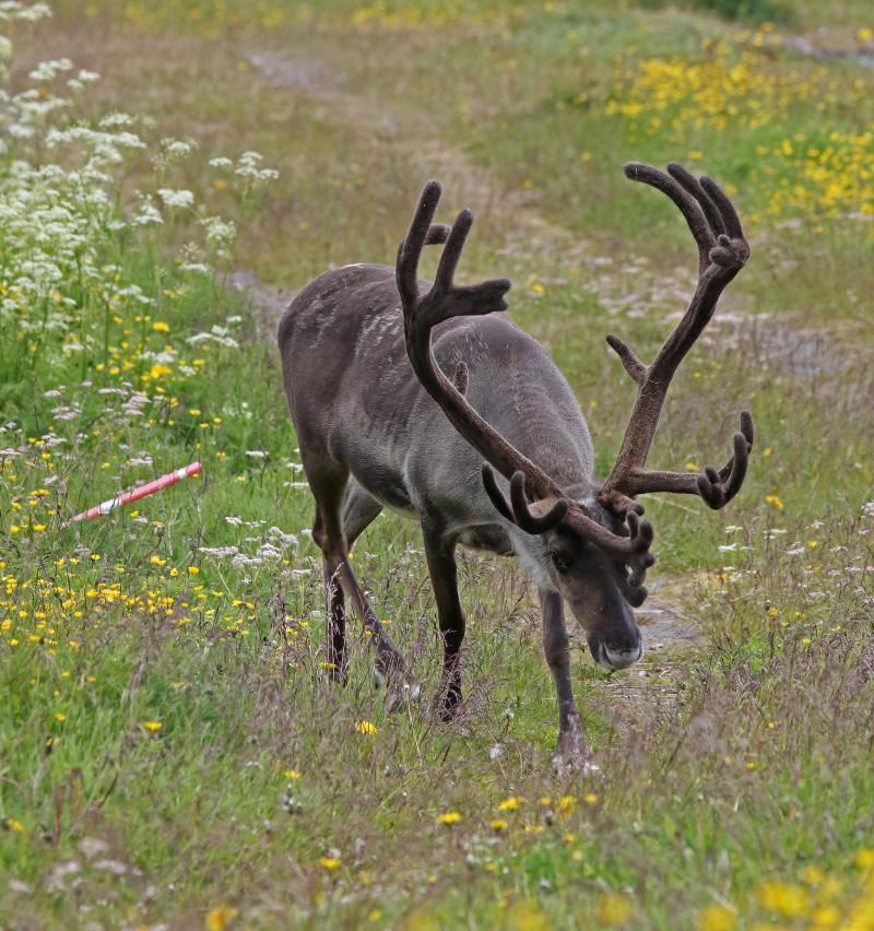 Image of Reindeer