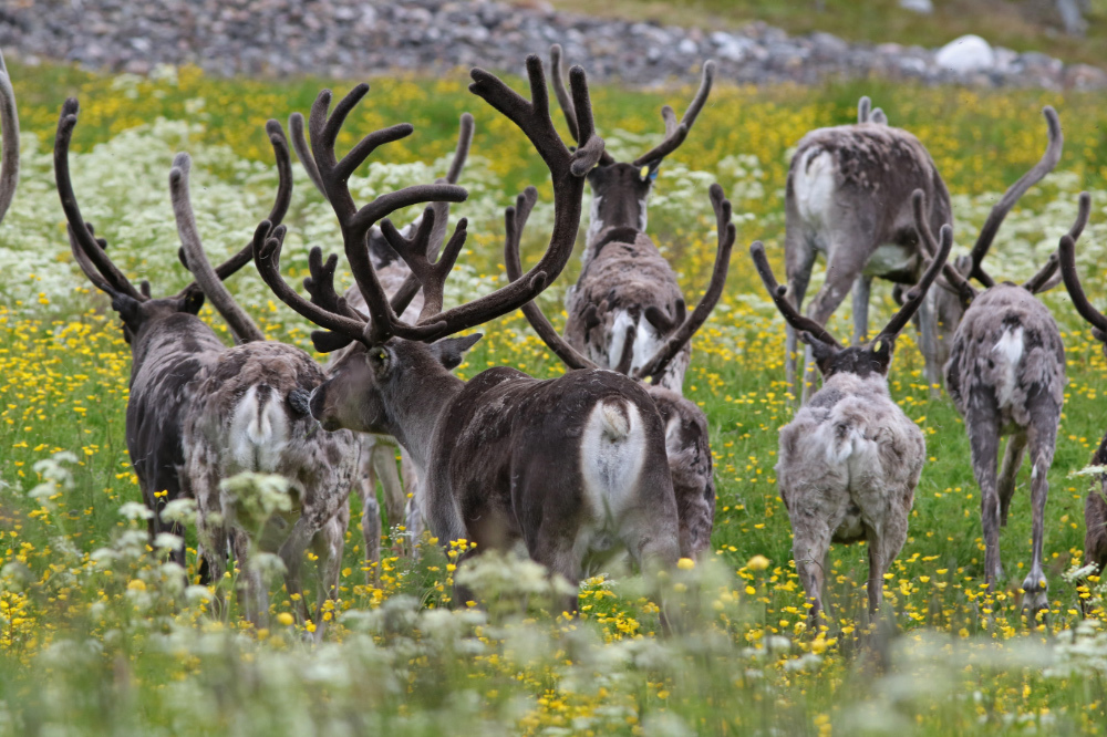 Image of Reindeer