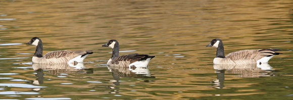 Plancia ëd Branta hutchinsii (Richardson 1832)