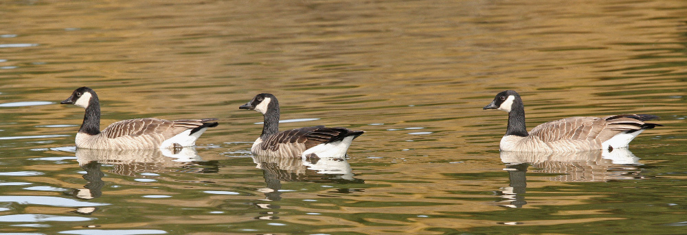 Plancia ëd Branta hutchinsii (Richardson 1832)