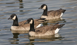 Plancia ëd Branta hutchinsii (Richardson 1832)