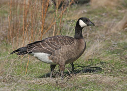 Plancia ëd Branta hutchinsii (Richardson 1832)