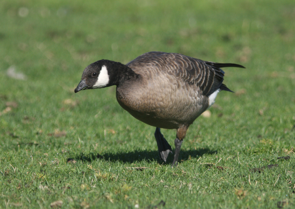 Plancia ëd Branta hutchinsii (Richardson 1832)