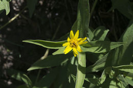 Image of spearleaf arnica