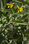 Image of spearleaf arnica