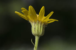 Image of spearleaf arnica