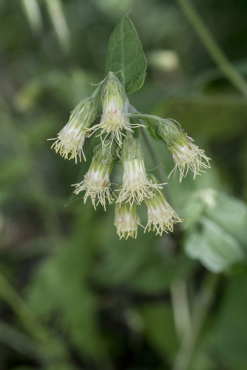 Image of tasselflower brickellbush