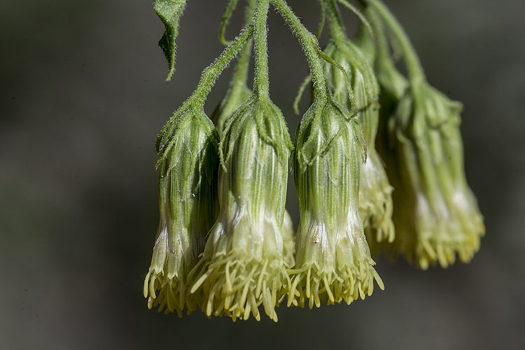 Image of tasselflower brickellbush