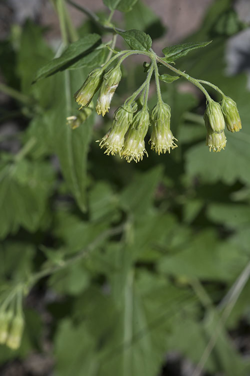 Image of tasselflower brickellbush