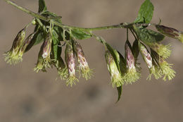 Plancia ëd Brickellia rusbyi A. Gray