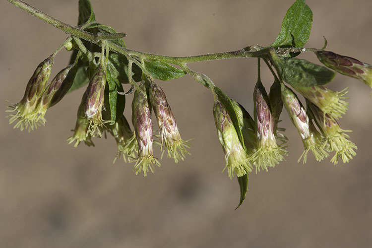 Plancia ëd Brickellia rusbyi A. Gray