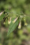 Plancia ëd Brickellia rusbyi A. Gray