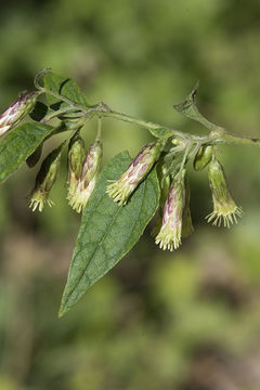 Plancia ëd Brickellia rusbyi A. Gray