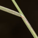 Image of <i>Poa glauca</i> ssp. <i>rupicola</i>