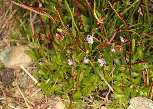 Image of pimpernel willowherb