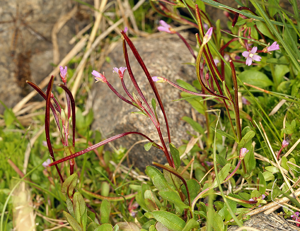 Image of pimpernel willowherb