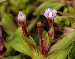 Image of pimpernel willowherb