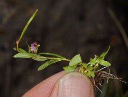 Image of pimpernel willowherb