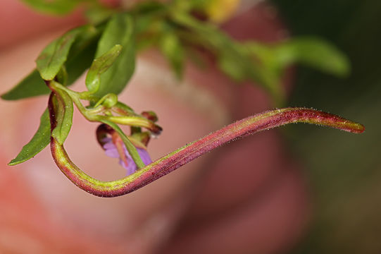 Image of pimpernel willowherb