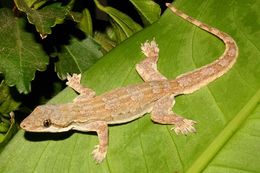 Image of Flat-tailed House Gecko