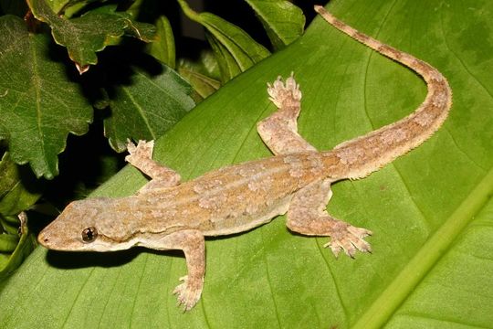 Image de Hemidactylus platyurus (Schneider 1797)