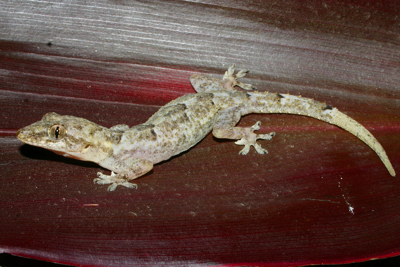 Image of Tropical house gecko