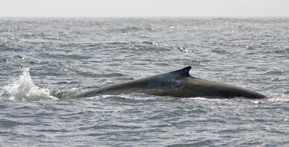 Image of Pygmy Blue Whale