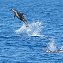 斑紋海豚屬的圖片