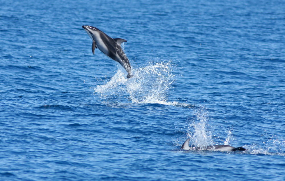 Image of Pacific White-sided Dolphin