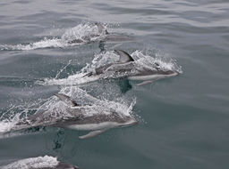 Image of Pacific White-sided Dolphin