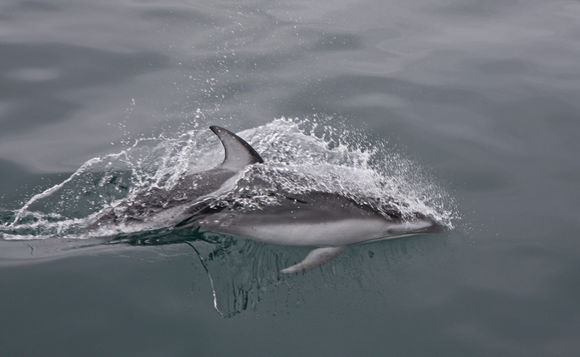 Image of Pacific White-sided Dolphin