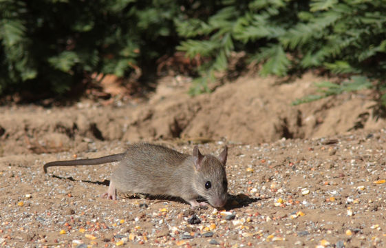 Image of Dusky-footed Woodrat