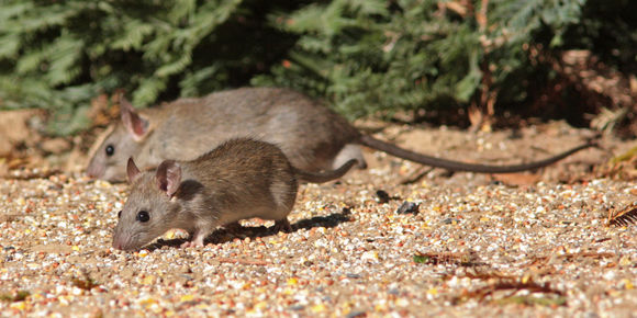 Image of Dusky-footed Woodrat