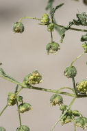 Image de Hedosyne ambrosiifolia (A. Gray) Strother